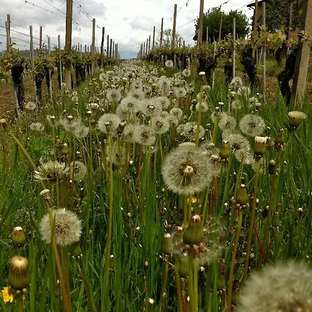 Agriturismo Rivetto * Sinio